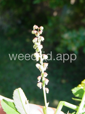 sweetclover, Indian